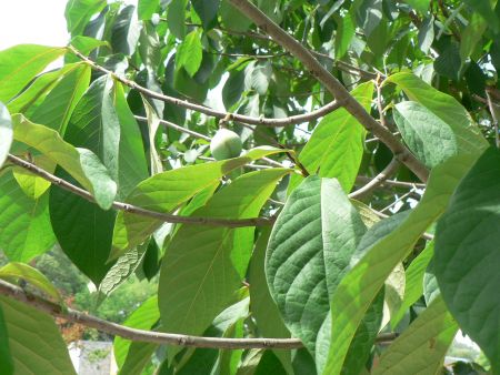 Fruiting Pawpaw tree at Ojibway Prairie