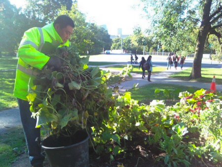 A City of Toronto worker throws out food from last years garden, planted on Mayday.