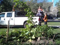 The Garden was planted on May 1st during North America-wide Occupy Protests