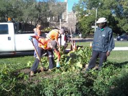 City of Toronto Workers Destroy Free Community Food Garden Amid Growing Food Crisis 