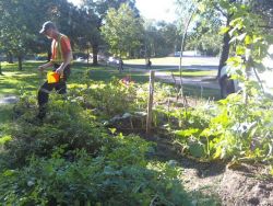 Occupy Gardens was going to harvest the food tomorrow for their "Autumn Jam: A Harvest Party"